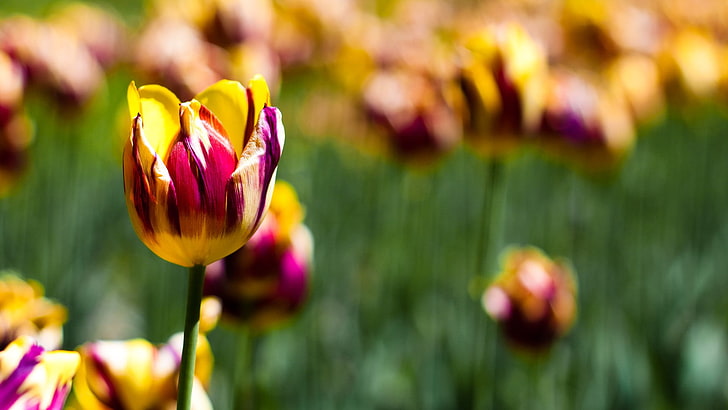 pink and yellow floral textile, nature, tulips, flowers, flowering plant