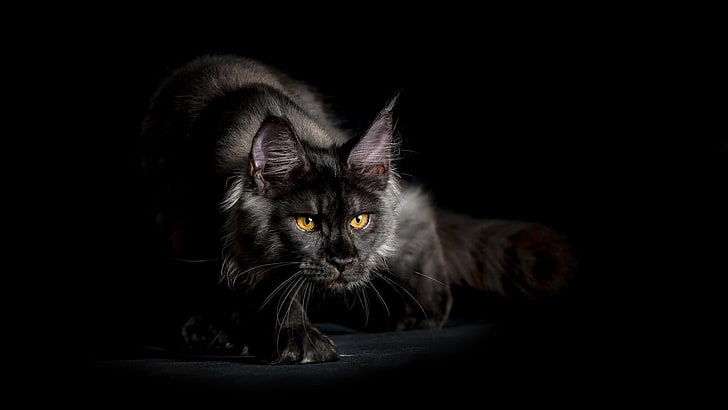 cat, black, black cat, whiskers, maine coon, smoke, darkness, HD wallpaper