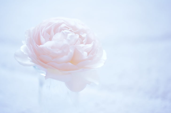 HD wallpaper: pink rose flower, macro, background, light, Camellia, nature  | Wallpaper Flare