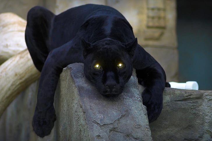 Black Panther, panthers, HD wallpaper