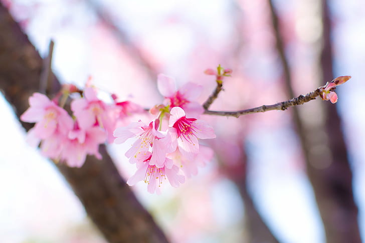 pink-and-white flowers in shallow photography, Cherry Blossoms