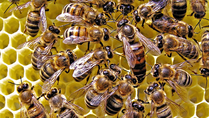 group of honeybee, bees, combs, insect, beehive, yellow, nature
