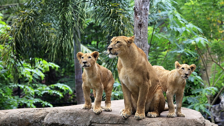 three brown lionesses, jungle, animals, mammal, group of animals, HD wallpaper