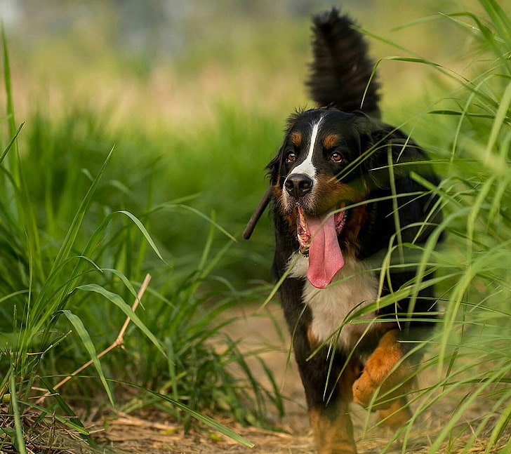animals, dog, tongues, Bernese Mountain Dog, one animal, canine, HD wallpaper