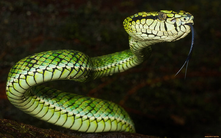 green and white snake, animals, nature, vipers, reptiles, one animal