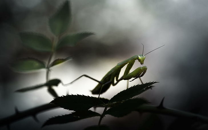Animals Mantis Praying Widescreen, insects, HD wallpaper