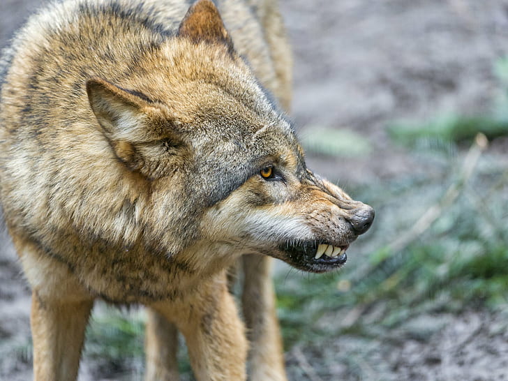 close up photography of wolf, Angry, pissed off, portrait, face, HD wallpaper