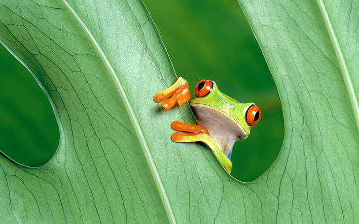 frog, amphibian, leaves, Red-Eyed Tree Frogs, HD wallpaper