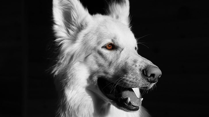grayscale photo of animal, dog, one animal, mammal, animal themes, HD wallpaper
