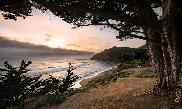 seashore with trees at sunset, gray whale, gray whale, Whale Cove, HD wallpaper
