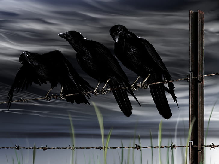 Crow Bird Barb Wire HD, digital/artwork, HD wallpaper