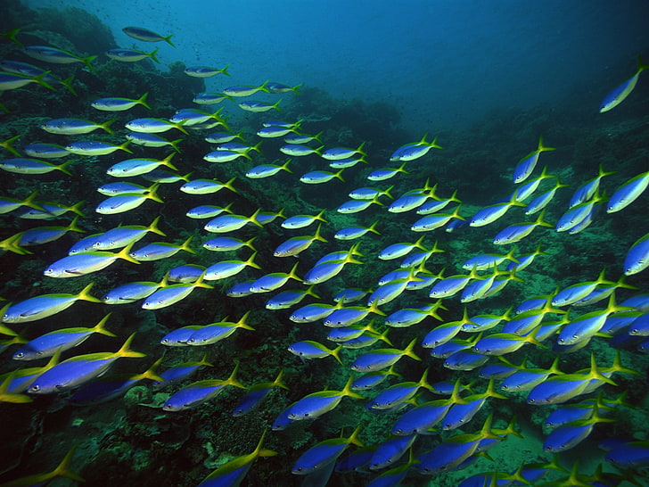 shoal of blue tang fish, sea, underwater, shoal of fish, undersea, HD wallpaper