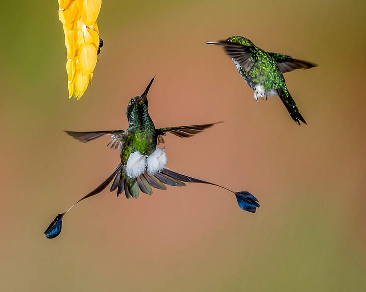 two green-and-black Hummingbirds in closeup photography, Go Away, HD wallpaper