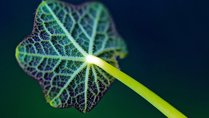 leaf, venation, green, plant, stalk, yellow, leaf veins, close, HD wallpaper