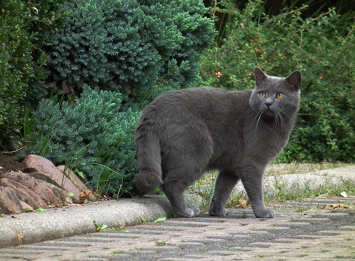 short-fur gray cat, chartreux, breed, walk, animal, domestic Cat