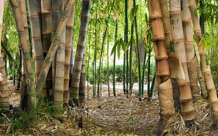 bamboo, tree, bamboo - plant, forest, land, bamboo grove, no people