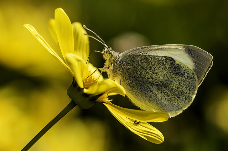Cabbage Butterfly on yellow flower during daytime, mariposa, mariposa, HD wallpaper