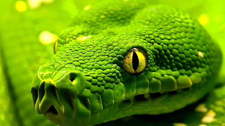 Animal Snake HD Wallpaper by Laxmonaut