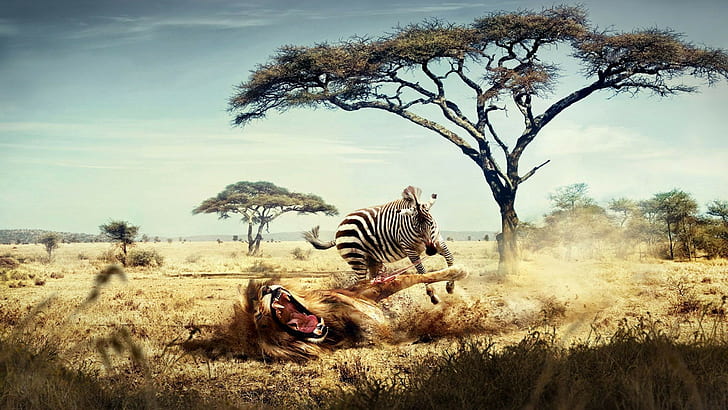 nature, animals, zebras, trees, hunter, lion, fantasy art, Africa