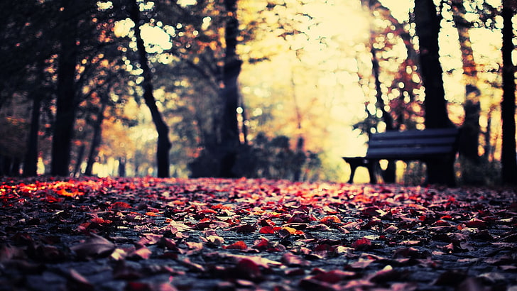 black wooden bench, worm's-eye view photography of brown dry leaves, HD wallpaper
