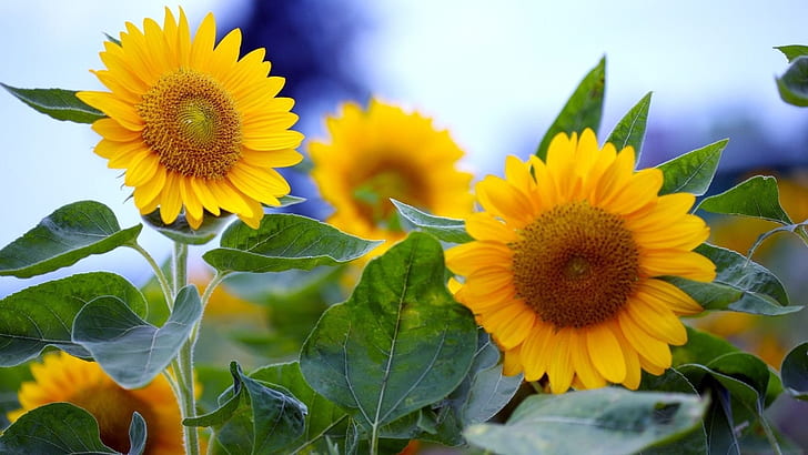 Summer sunflower in full bloom, HD wallpaper