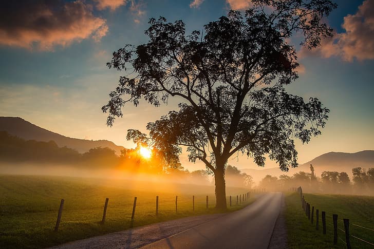 road, sunrise, tree, dawn, field, morning, Tennessee, Cades Cove, HD wallpaper