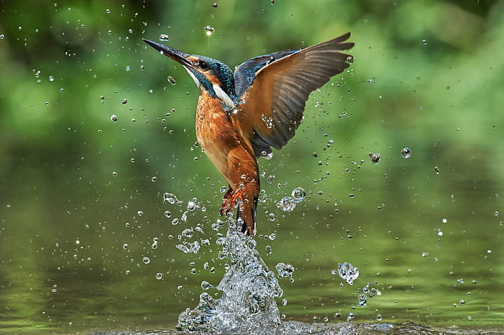 HD wallpaper: Birds, Kingfisher, Water, Wildlife | Wallpaper Flare