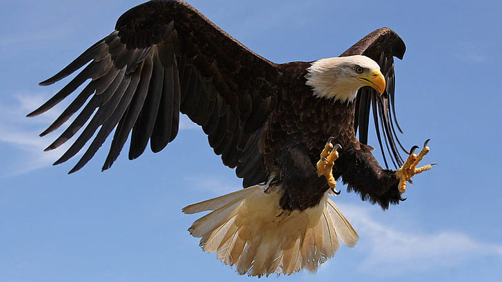 Bald Eagle attack with strong sharp claws-Desktop Wallpaper HD for mobile phones and computers