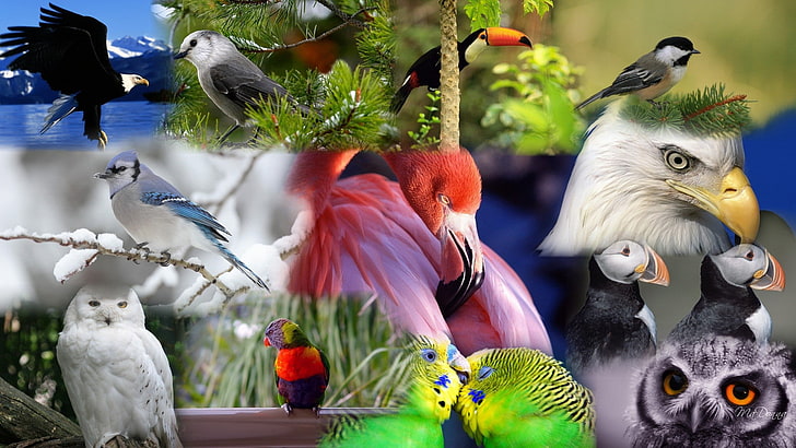 birds collage Birds of a Feather Animals Birds HD Art, colorful