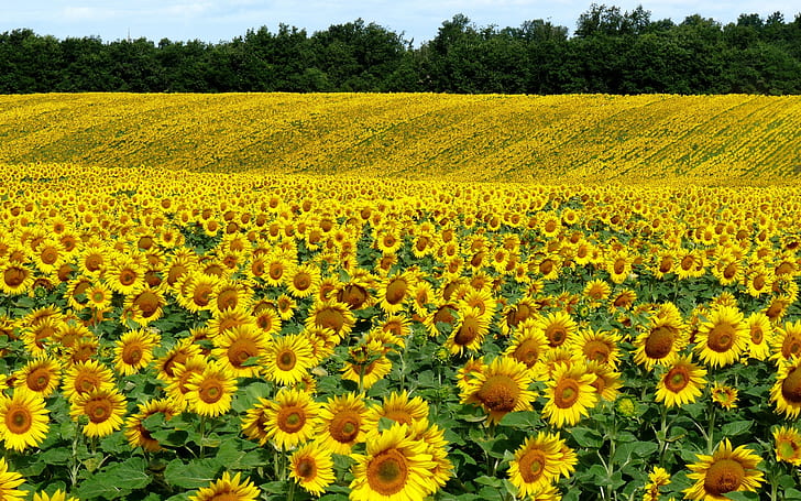 Preview Field, Sunflowers 2560×1600, HD wallpaper