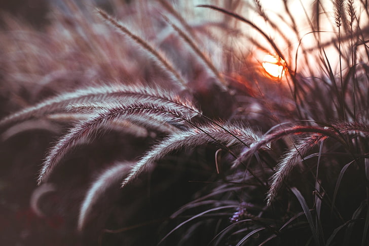 brown grass, plants, macro, reeds, depth of field, nature, close-up
