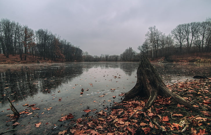 lake, photography of body of water and forest, fall, leaves, stream