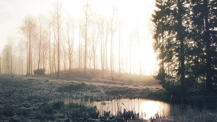 bare trees, morning, mist, forest, lights, creeks, plant, tranquility