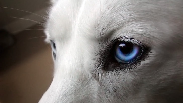 animals, blue eyes, Siberian Husky, dog, one animal, animal themes, HD wallpaper