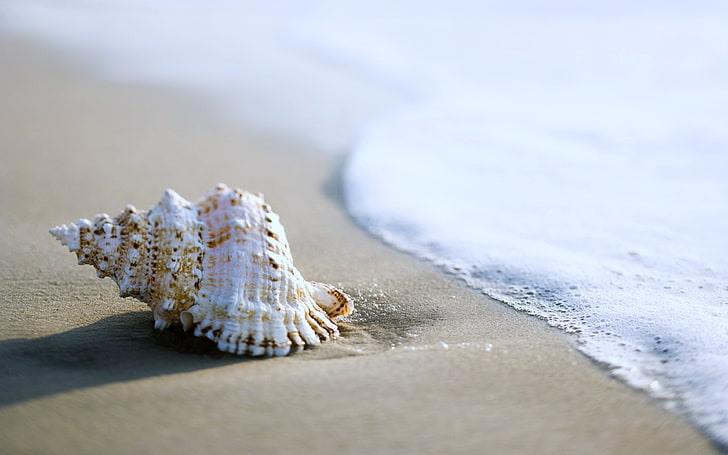 beaches, clams, coquillage, coquille, earth, mollusc, nature, HD wallpaper