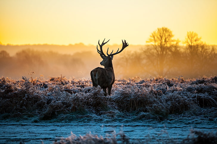 brown deer, stags, animals, nature, landscape, sunlight, morning