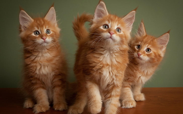 three orange tabby cats, animals, kittens, pets, domestic, domestic animals, HD wallpaper