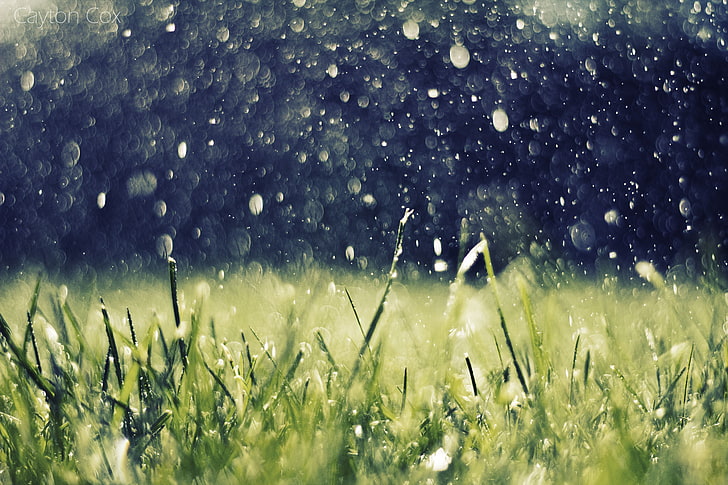 green grass field, artwork, nature, rain, water drops, plant