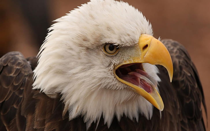 American Mlad young Eagle Haliaeetus Leucocephalus Hd Desktop Backgrounds Free Download 1920×1200