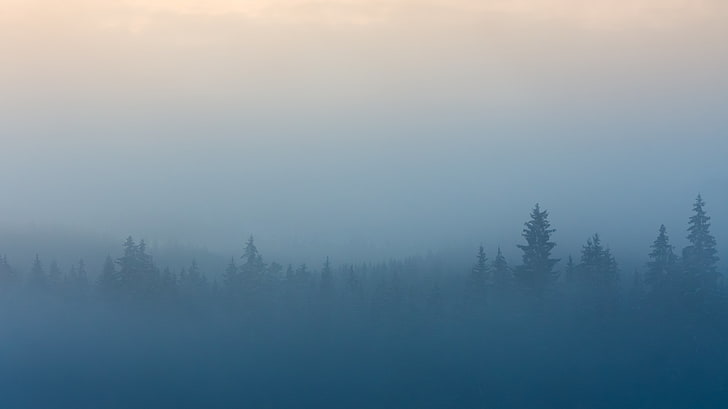 foggy forest, mist, trees, landscape, blue, shapes, tranquility