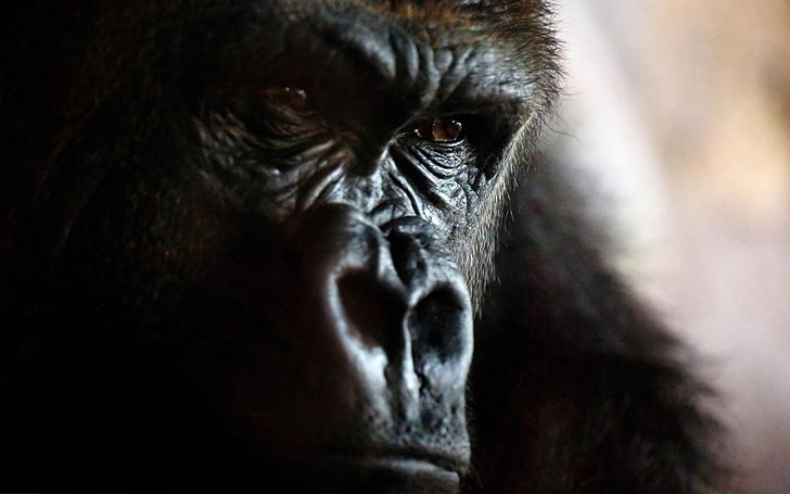black and brown gorilla, animals, gorillas, closeup, face, primate, HD wallpaper