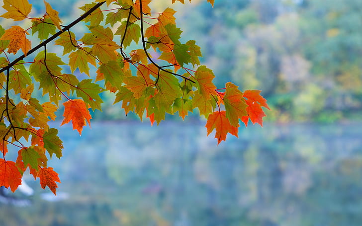 Maple leaves, branch, autumn, red, green, bokeh, HD wallpaper