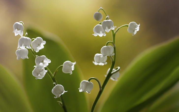 Lilies of the valley, white little flowers, HD wallpaper