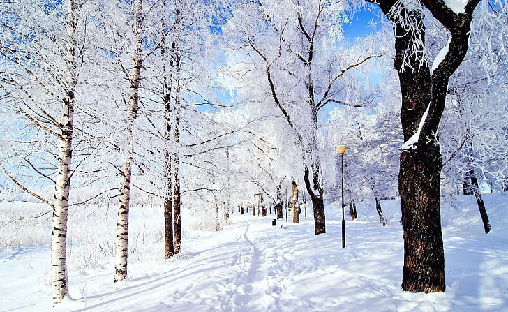 Winter Wonderland, white snow, Seasons, cold temperature, tree, HD wallpaper
