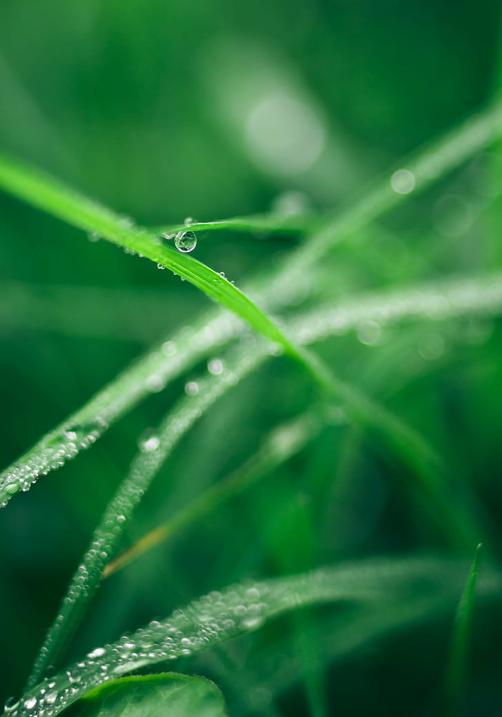 green leaf plant with water drop, Sphere, Carl  Zeiss  Jena, 35mm, HD wallpaper