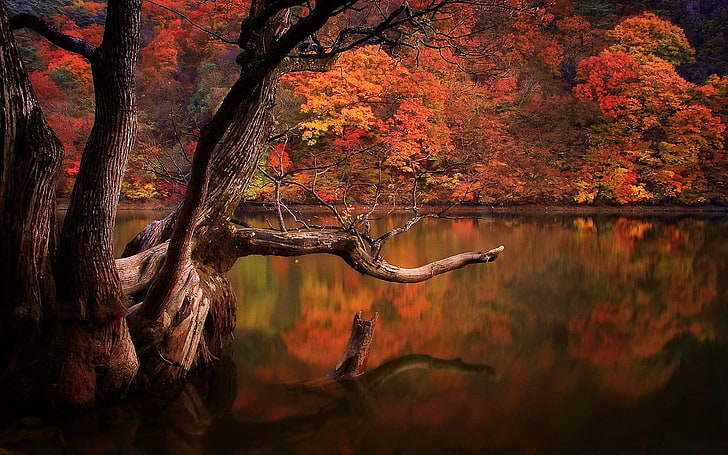 brown body of water, lake, fall, forest, dead trees, reflection