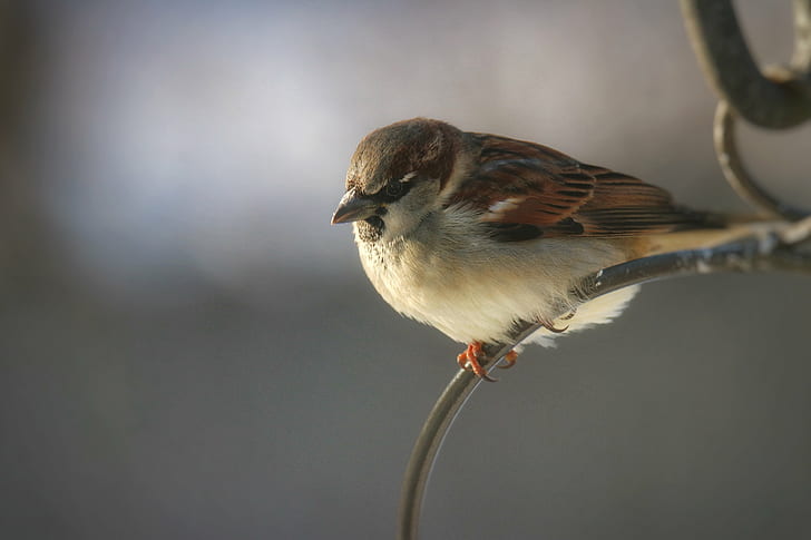 brown and black feather bird shallow focus photography, House Sparrow, HD wallpaper