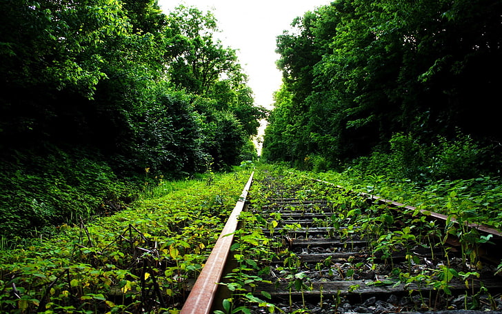 nature, railway, abandoned, plant, tree, track, green color