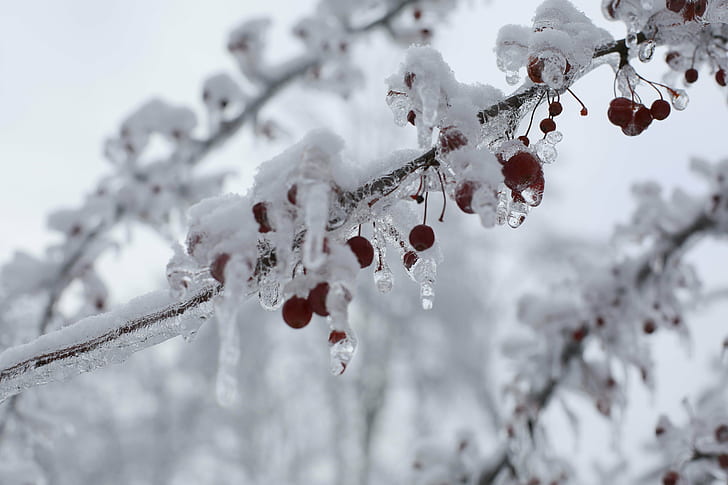 Berries during winter in shallow focus lens, ice storm, techsmith, HD wallpaper