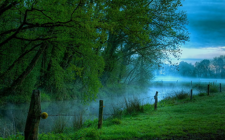 green grass field and trees, nature, landscape, mist, river, morning
